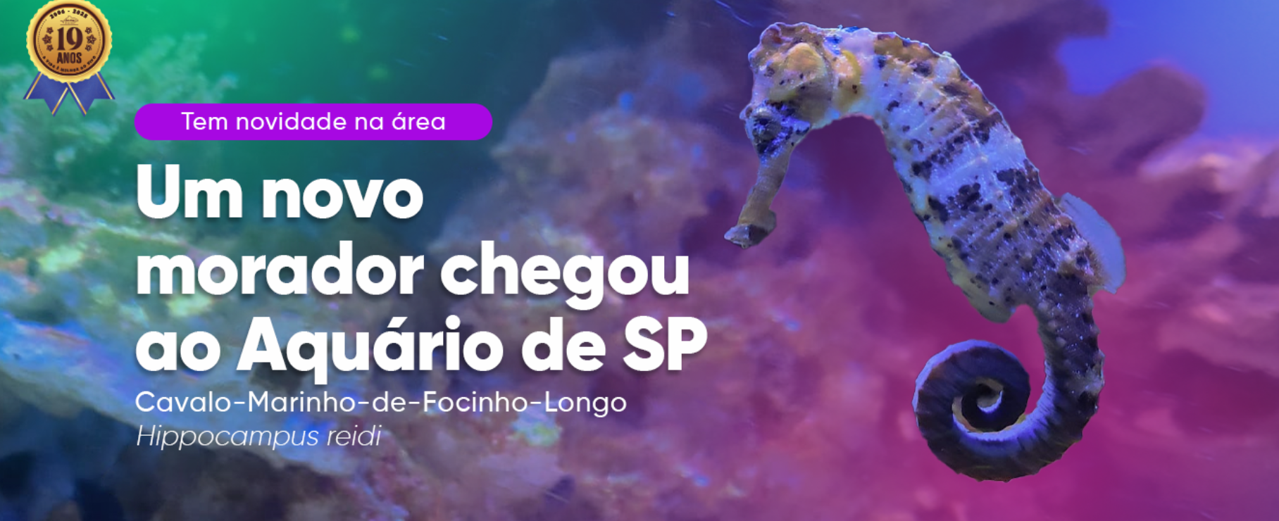 Mergulho com tubarões